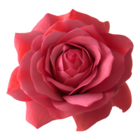 Red Rose Flower Clipart Transparent - png