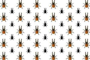 Flat Stag Beetle Insect Pattern Background vector