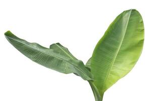 Close-up of banana leaf isolated on white background.Fresh green Banana,Leaf Banana leaf tropical, Fresh,banana leaf,Fresh green Banana.Photo concept of fresh whole banana and nature background. photo