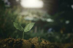 planta en crecimiento, planta joven a la luz de la mañana en el fondo del suelo, nuevo concepto de vida. planta pequeña en el suelo en primavera. foto