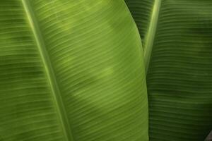 Banana green leaf close up background.Textured,abstract background,leaves,fresh green,photo concept nature and plant. photo