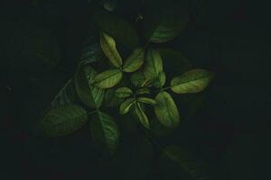 parte superior ver hoja fondo.verde hojas color tono oscuro en el mañana.tropical planta en Tailandia,medio ambiente,bueno aire.foto concepto naturaleza y planta. foto