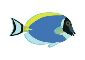 ligero azul cirujano pescado aislado en blanco antecedentes vector