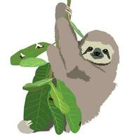 Cute realistic sloth sitting on a tree brach isolated illustration vector