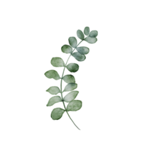 Watercolor green leaves.Eucalyptus leaves isolated white background png