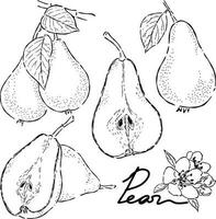 Pear fruit hand drawn doodle illustrations vector set