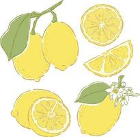 Lemon fruit hand drawn doodle illustrations vector set