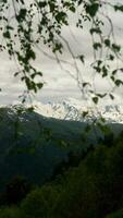 The peak of mountains, Caucasus mountain range, seen through birch branches photo