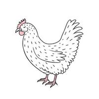 Hen, chicken. Illustration for printing, backgrounds, covers and packaging. Image can be used for greeting cards, posters, stickers and textile. Isolated on white background. vector