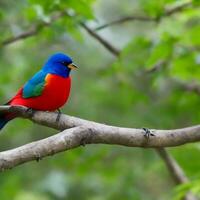 Free photo a colorful bird sits on a branch in the forest