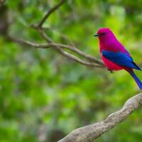 Free photo a colorful bird sits on a branch in the forest