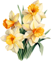 Daffodils flowers watercolor ai generate png