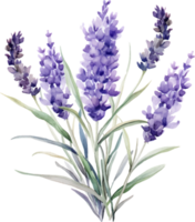 lavendel- blommor vattenfärg ai generera png