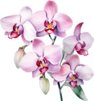 Orchids flowers watercolor ai generate png