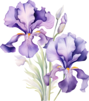 Irises flowers watercolor ai generate png