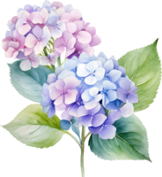 hortensior blommor vattenfärg ai generera png