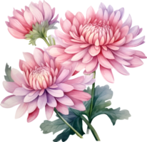 krysantemum blommor vattenfärg ai generera png