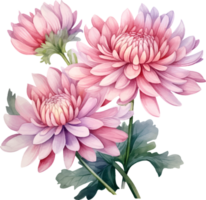 Chrysanthemen Blumen Aquarell ai generieren png