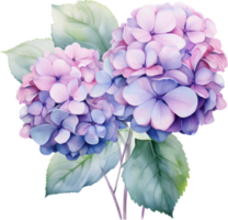 hortensior blommor vattenfärg ai generera png