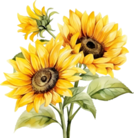 Sunflowers flowers watercolor ai generate png