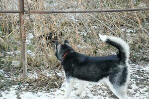 young husky dog standing by a fence from the grid photo