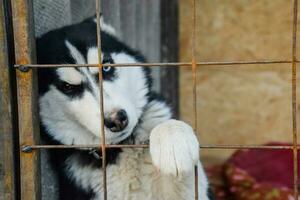 Husky Dog with different eyes. Black and white husky. Brown and blue eyes photo