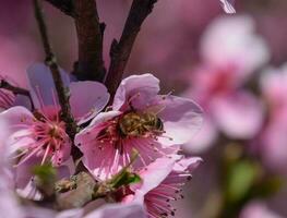 Pollination of flowers by bees peach. photo