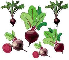 Hand drawing doodle colorful beets. Outline beetroot in vector. For menus, color book, cutting on vinil and other vector