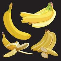 Realistic set of bananas in vector. Sliced. vector
