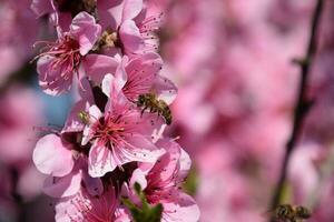 Pollination of flowers by bees peach. photo
