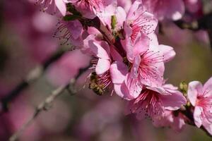 Pollination of flowers by bees peach. photo