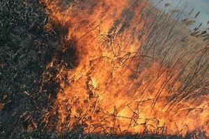 Burning dry grass and reeds photo