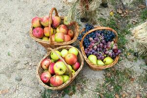 cestas con manzanas, peras y uvas. cestas con Fruta foto