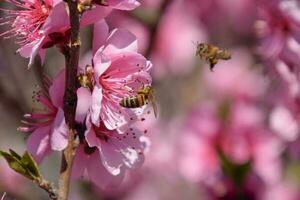 Pollination of flowers by bees peach. photo