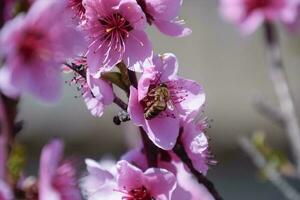 Pollination of flowers by bees peach. photo