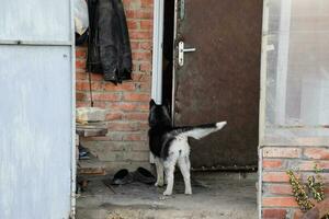 joven fornido perro en pie a el puerta foto