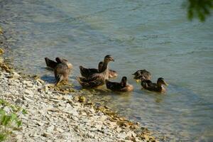 Gray ducks near the lake shore. Waterfowl. photo