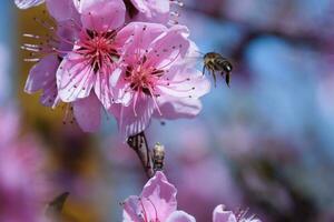 Pollination of flowers by bees peach. photo