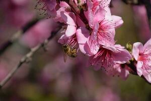 Pollination of flowers by bees peach. photo