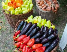 Eggplant and peppers combined together. red and green peppers photo