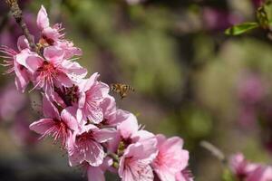 Pollination of flowers by bees peach. photo