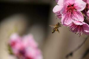 polinización de flores por abejas durazno. foto