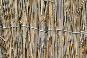 Fence of reeds. Background texture of reeds photo