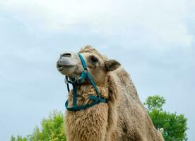 A two humped camel in the city park. Camel walking in the park photo