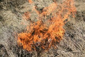 Burning dry grass and reeds photo