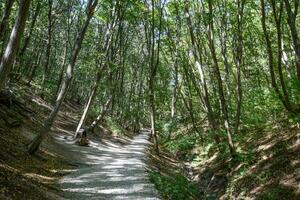 Footpath in the mountains in the forest. Footpath into the forest, covered with rubble photo