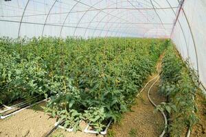 Tomatoes in the greenhouse. Tied tomatoes in the ranks of the gr photo