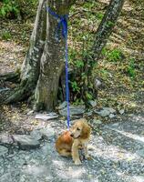 Red dog on a leash tied to the trunk of a tree photo