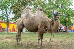 A two humped camel in the city park. Camel walking in the park photo