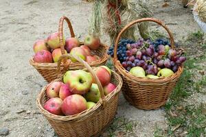 cestas con manzanas, peras y uvas. cestas con Fruta foto